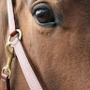 Meet your Posher, Rosemary